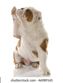 English Bulldog Puppy Holding Paw Up To Shake