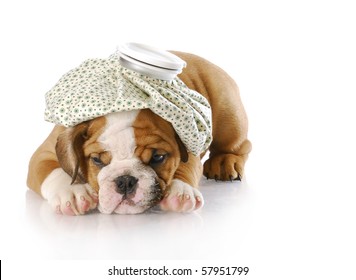 english bulldog puppy with hot water bottle on head with reflection on white background