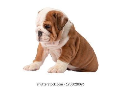 かわいい子犬 Images Stock Photos Vectors Shutterstock