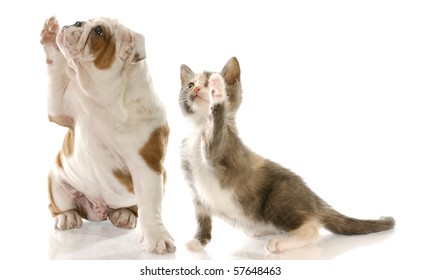 English Bulldog Puppy And Kitten Holding Paw Up To Shake