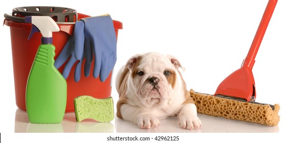 english bulldog puppy laying beside mop and bucket of cleaning supplies