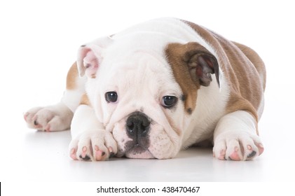 English Bulldog Puppy Laying Down Isolated Stock Photo 438470467 ...