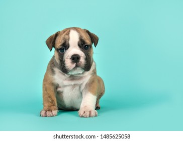 English bulldog puppy looking at the camera sitting on a turquoise blue background