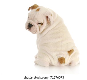 english bulldog puppy looking over shoulder on white background - 8 weeks old