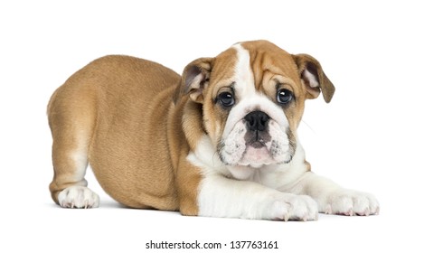 オールドイングリッシュブルドッグ の画像 写真素材 ベクター画像 Shutterstock