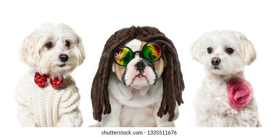 English bulldog puppy, Maltese dogs, in front of white background