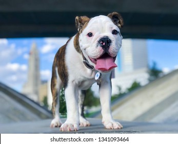 English Bulldog Puppy On The Scioto Mile