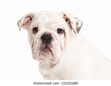 English bulldog puppy on white background