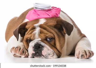 english bulldog puppy with pink water bottle on head on white background