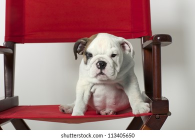 English Bulldog Puppy In Red Directors Chair