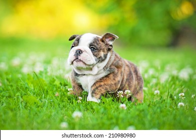 English bulldog puppy running 