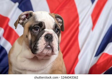 English Bulldog Puppy Sitting In Front Of British Flag