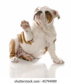 English Bulldog Puppy Sitting Holding Paw Up To Viewer