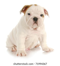 English Bulldog Puppy Sitting On White Background