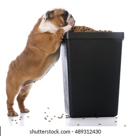 English Bulldog Puppy Trying To Sneak Kibble Out Of Dog Food Bin