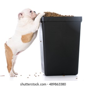 English Bulldog Puppy Trying To Sneak Kibble Out Of Dog Food Bin