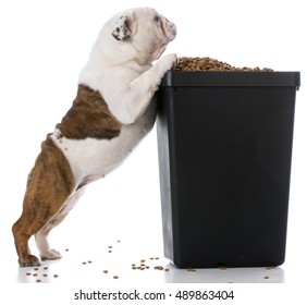 English Bulldog Puppy Trying To Sneak Kibble Out Of Dog Food Bin