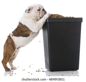 English Bulldog Puppy Trying To Sneak Kibble Out Of Dog Food Bin