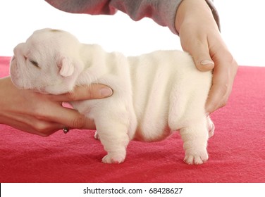 english bulldog puppy - two weeks old on white background