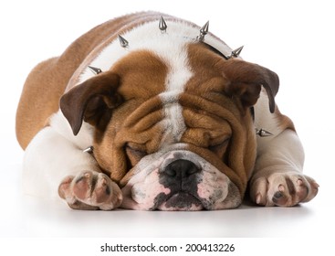 English Bulldog Puppy Wearing Spike Collar On White Background