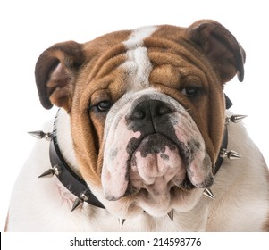 English Bulldog Puppy Wearing Spike Collar On White Background