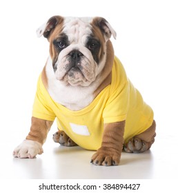 dog with shirt