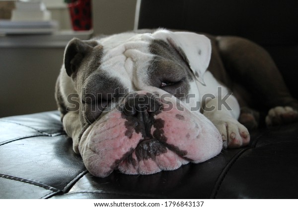 English Bulldog Red Swelling Eyes Allergy Stockfoto