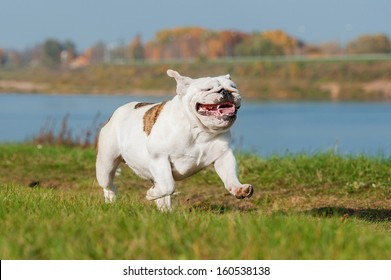 English Bulldog Running