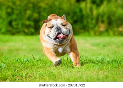 English bulldog running 