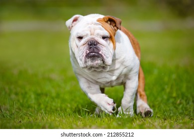 English Bulldog Running Outdoors