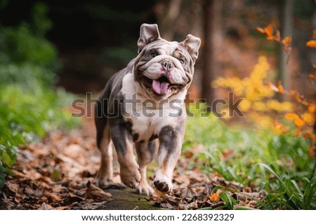 English bulldog running and playing in the woods