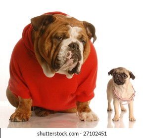 english bulldog sitting beside pug puppy that is wearing collar that is too big