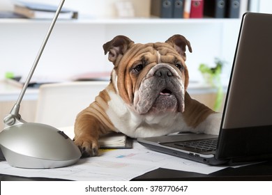 English Bulldog Working Stock Photos 