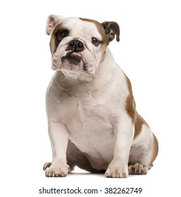 English Bulldog sitting and looking at the camera, isolated on white