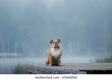 English Bulldog sitting on a wooden pier on the lake. Dog outdoor - Powered by Shutterstock