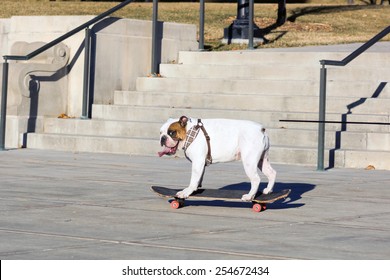 English bulldog to skateboard with his tongue hanging out