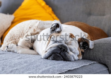 English bulldog sleeping on the bed, shallow depth of field