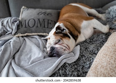 English bulldog sleeping on the couch