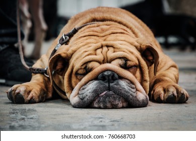 English bulldog sleeping on the floor. Close-up portrait. - Powered by Shutterstock