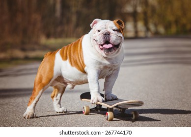 english bulldog standing on a skateboard