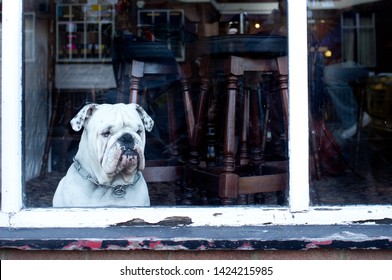 An English Bulldog Stares With A Grumpy Expression And Wrinkled Face Out Of A British Pub Window.Bar Stools Are Visible In Background - Image