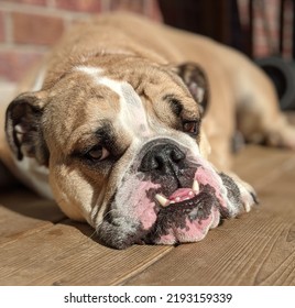 English Bulldog Sun Tanning On Deck