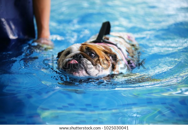 English Bulldog Swimming Dog Learn Swim Stock Photo Edit Now 1025030041