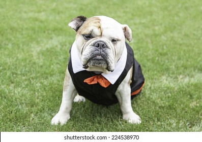 English Bulldog tuxedo, detail of a pet dog wearing suit and bow tie, funny animal