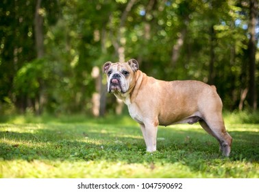 English Bulldog Underbite Outdoors Stock Photo 1047590692 | Shutterstock