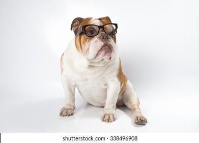 English Bulldog Wearing Glasses For Vision. Studio Photography On A Light Gray (white) Background.