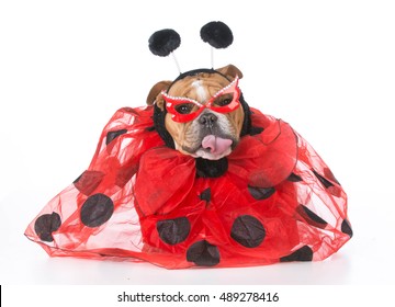 1,809 Bug costume Images, Stock Photos & Vectors | Shutterstock