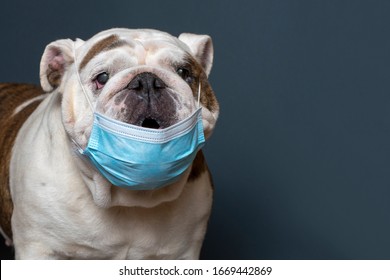 English Bulldog wearing medical mask on gray background