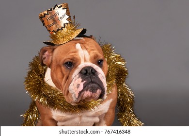 English Bulldog Wearing A New Year Party Hat On A Gray Background