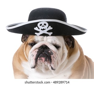 1,193 Dog pirate hat Images, Stock Photos & Vectors | Shutterstock